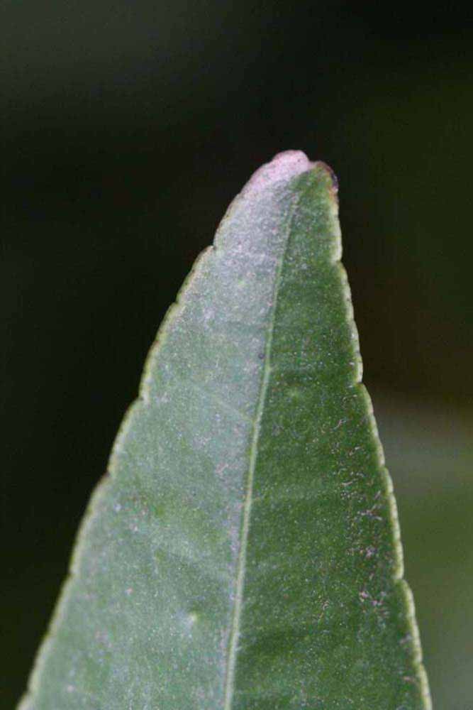              Margin (Riverside, CA)       